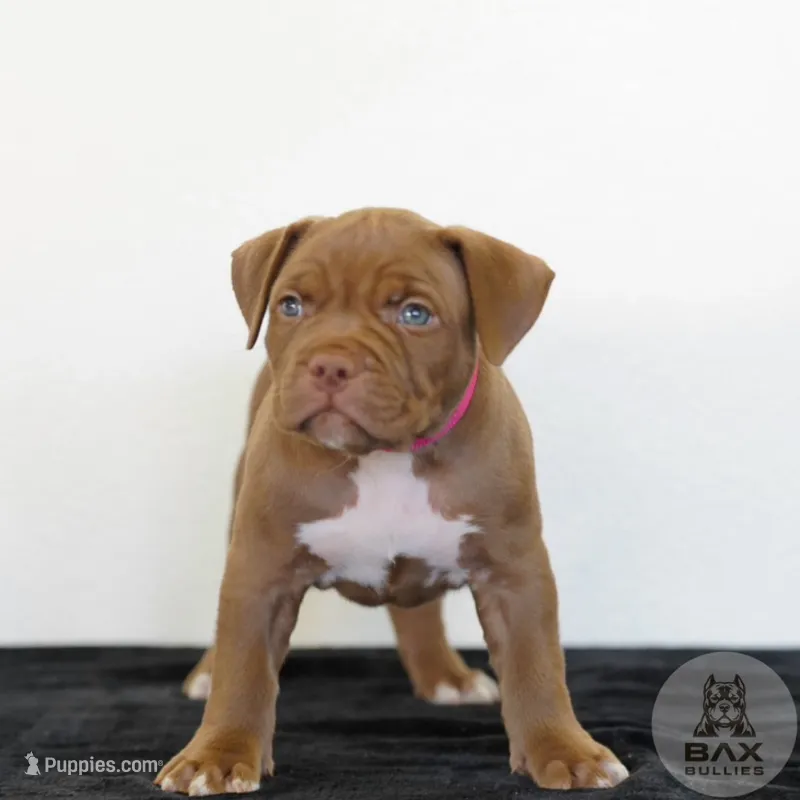 Rose – American Bully puppy for sale in Palmdale, CA