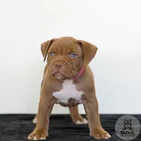 Rose, a female American Bully for sale in Palmdale, CA – 1 of 3
