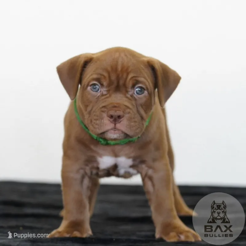 Gia – American Bully puppy for sale in Palmdale, CA