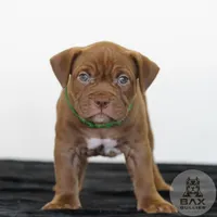 Gia, a female American Bully for sale in Palmdale, CA – 1 of 1