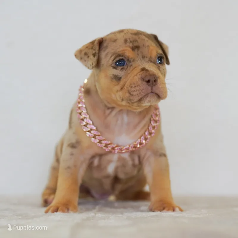 Violet  – American Bully puppy for sale in Palmdale, CA