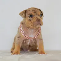 Violet , a female American Bully for sale in Palmdale, CA – 1 of 5