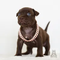 Yara, a female American Bully for sale in Palmdale, CA – 1 of 3