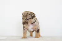 Atticus, a male American Bully for sale in Palmdale, CA – 3 of 5