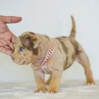 Violet , a female American Bully for sale in Palmdale, CA – 3 of 5