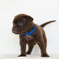 Blue Collard , a female American Bully for sale in Palmdale, CA – 3 of 5