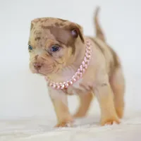 Violet , a female American Bully for sale in Palmdale, CA – 2 of 5