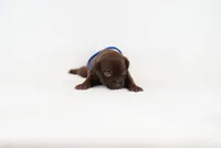 Blue Collard , a female American Bully for sale in Palmdale, CA – 2 of 5