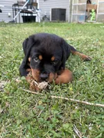 Rocky , a male Rottweiler for sale in Sandusky, OH – 3 of 3
