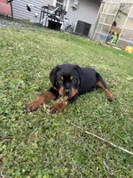 Rocky , a male Rottweiler for sale in Sandusky, OH – 2 of 3
