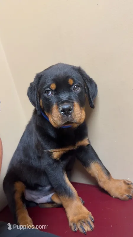 Rocky , a male Rottweiler for sale in Sandusky, OH – 1 of 3