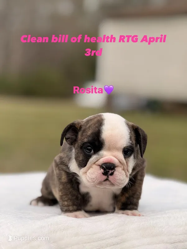 Rosita – English Bulldog puppy for sale in Rocky Mount, NC