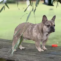 Merlin, a male French Bulldog for sale in Rocky Mount, NC – 1 of 1