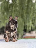 Omar, a male French Bulldog for sale in Rocky Mount, NC – 6 of 7