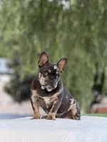 Omar, a male French Bulldog for sale in Rocky Mount, NC – 2 of 7
