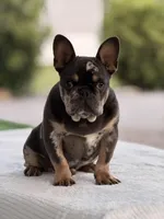 Omar, a male French Bulldog for sale in Rocky Mount, NC – 4 of 7