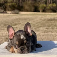 Omar, a male French Bulldog for sale in Rocky Mount, NC – Photo 2 of 4