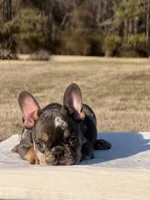 Omar, a male French Bulldog for sale in Rocky Mount, NC – Photo 2 of 4