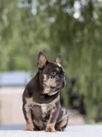 Omar, a male French Bulldog for sale in Rocky Mount, NC – 1 of 7