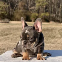 Omar, a male French Bulldog for sale in Rocky Mount, NC – Photo 3 of 4