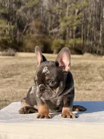 Omar, a male French Bulldog for sale in Rocky Mount, NC – Photo 3 of 4