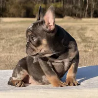 Omar, a male French Bulldog for sale in Rocky Mount, NC – Photo 4 of 4