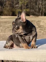 Omar, a male French Bulldog for sale in Rocky Mount, NC – Photo 4 of 4