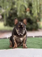 Omar, a male French Bulldog for sale in Rocky Mount, NC – 7 of 7