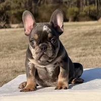 Omar, a male French Bulldog for sale in Rocky Mount, NC – Photo 1 of 4
