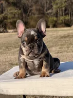 Omar, a male French Bulldog for sale in Rocky Mount, NC – Photo 1 of 4