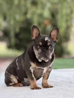 Omar, a male French Bulldog for sale in Rocky Mount, NC – 5 of 7