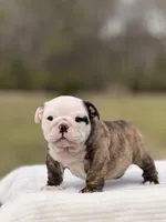 Roger , a male English Bulldog for sale in Rocky Mount, NC – Photo 3 of 4