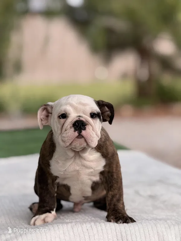 Roger  – English Bulldog puppy for sale in Rocky Mount, NC