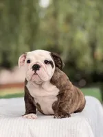 Roger , a male English Bulldog for sale in Rocky Mount, NC – 5 of 5