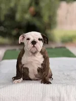 Roger , a male English Bulldog for sale in Rocky Mount, NC – 3 of 5
