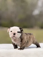 Roger , a male English Bulldog for sale in Rocky Mount, NC – Photo 2 of 4