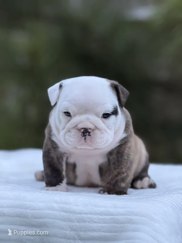 Roger  – English Bulldog puppy for sale in Rocky Mount, NC