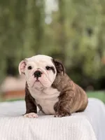 Roger , a male English Bulldog for sale in Rocky Mount, NC – 2 of 5