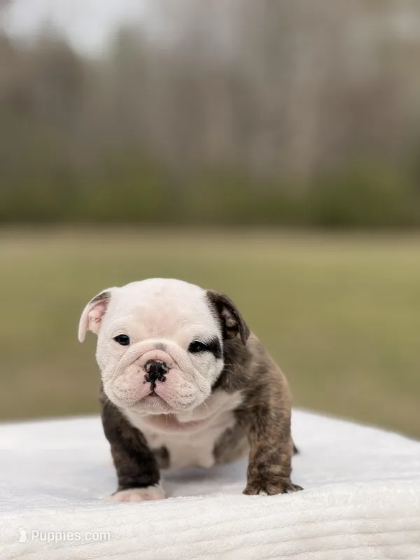 Roger  – English Bulldog puppy for sale in Rocky Mount, NC