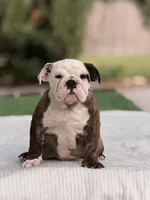 Roger , a male English Bulldog for sale in Rocky Mount, NC – 4 of 5
