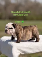 Roger , a male English Bulldog for sale in Rocky Mount, NC – Photo 4 of 4