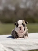 Ranger, a male English Bulldog for sale in Rocky Mount, NC – Photo 6 of 8