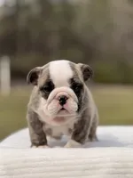 Ranger, a male English Bulldog for sale in Rocky Mount, NC – Photo 1 of 8