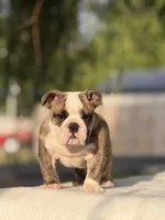 Ranger, a male English Bulldog for sale in Rocky Mount, NC – 4 of 6