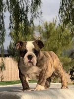 Ranger, a male English Bulldog for sale in Rocky Mount, NC – 6 of 6