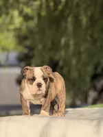 Ranger, a male English Bulldog for sale in Rocky Mount, NC – 5 of 6