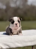 Ranger, a male English Bulldog for sale in Rocky Mount, NC – Photo 4 of 8