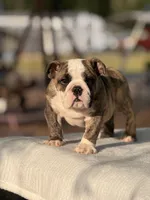 Ranger, a male English Bulldog for sale in Rocky Mount, NC – 1 of 6