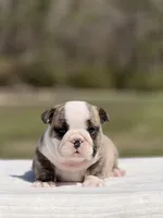 Ranger, a male English Bulldog for sale in Rocky Mount, NC – Photo 5 of 8