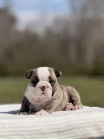 Ranger, a male English Bulldog for sale in Rocky Mount, NC – Photo 7 of 8